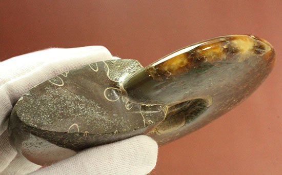 縫合線模様が主役の、全面縫合線アンモナイト(Ammonite)(その17)