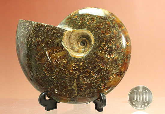 縫合線模様が主役の、全面縫合線アンモナイト(Ammonite)（その18）