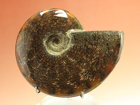 縫合線模様が主役の、全面縫合線アンモナイト(Ammonite)(その2)
