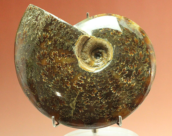 縫合線模様が主役の、全面縫合線アンモナイト(Ammonite)（その3）