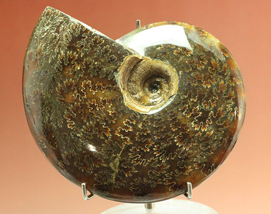 縫合線模様が主役の、全面縫合線アンモナイト(Ammonite)(その3)