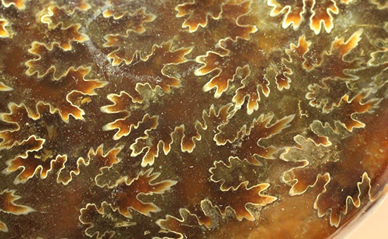 縫合線模様が主役の、全面縫合線アンモナイト(Ammonite)(その4)