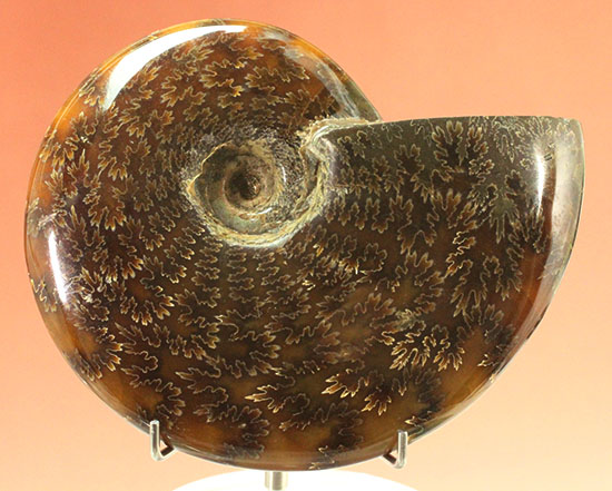 縫合線模様が主役の、全面縫合線アンモナイト(Ammonite)(その5)