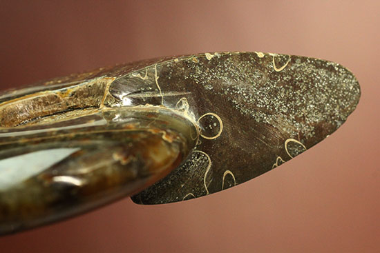 縫合線模様が主役の、全面縫合線アンモナイト(Ammonite)(その7)
