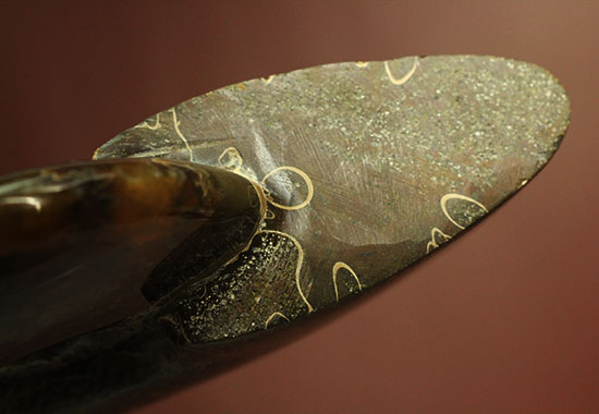 縫合線模様が主役の、全面縫合線アンモナイト(Ammonite)（その8）