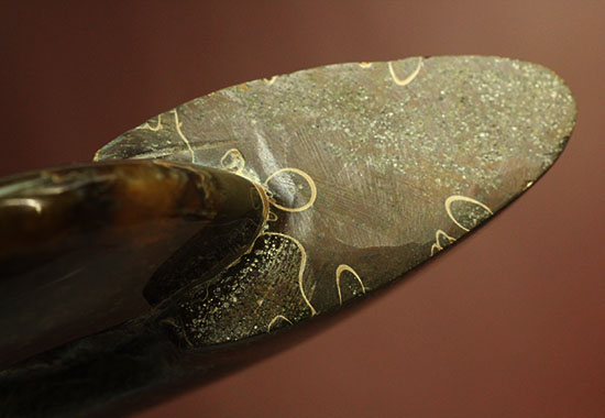 縫合線模様が主役の、全面縫合線アンモナイト(Ammonite)(その8)