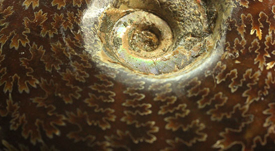 縫合線模様が主役の、全面縫合線アンモナイト(Ammonite)（その9）
