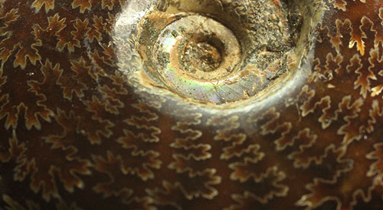 縫合線模様が主役の、全面縫合線アンモナイト(Ammonite)(その9)