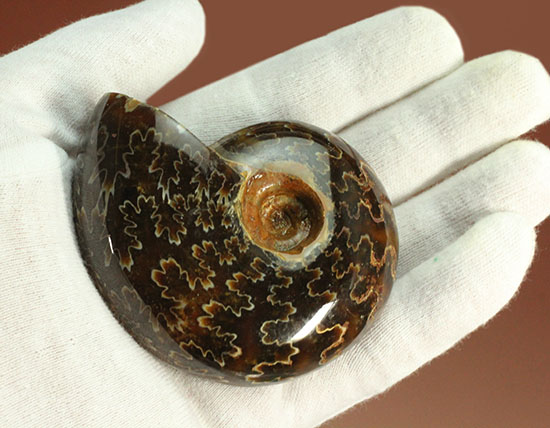 グレートな縫合線模様!厚みのある手の平サイズアンモナイト(Ammonite)(その10)