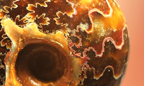 グレートな縫合線模様!厚みのある手の平サイズアンモナイト(Ammonite)(その11)