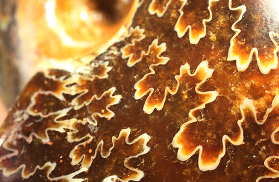 グレートな縫合線模様!厚みのある手の平サイズアンモナイト(Ammonite)(その12)