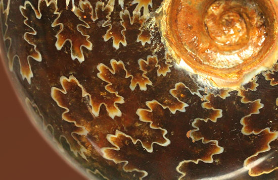 グレートな縫合線模様!厚みのある手の平サイズアンモナイト(Ammonite)(その13)