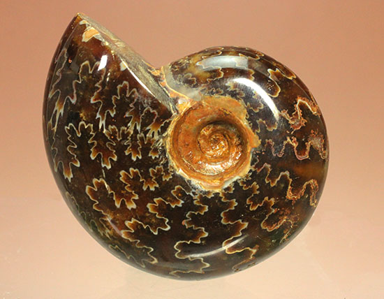 グレートな縫合線模様!厚みのある手の平サイズアンモナイト(Ammonite)(その14)