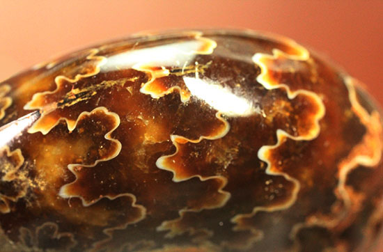 グレートな縫合線模様!厚みのある手の平サイズアンモナイト(Ammonite)(その15)