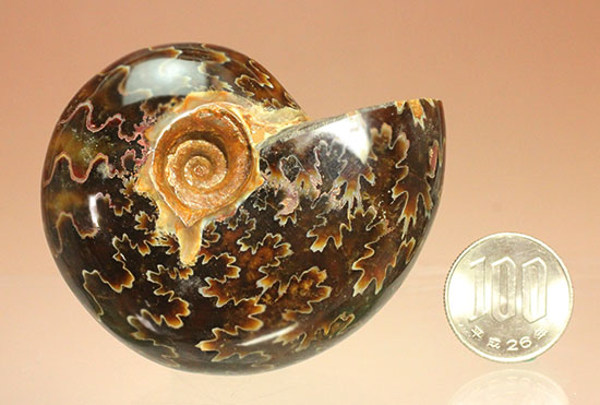 グレートな縫合線模様!厚みのある手の平サイズアンモナイト(Ammonite)(その16)