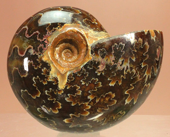 グレートな縫合線模様!厚みのある手の平サイズアンモナイト(Ammonite)(その2)