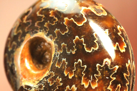 グレートな縫合線模様!厚みのある手の平サイズアンモナイト(Ammonite)(その3)