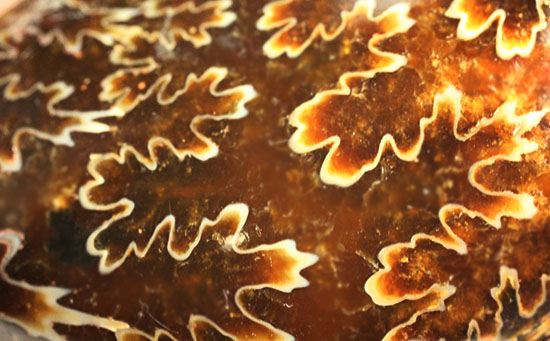 グレートな縫合線模様!厚みのある手の平サイズアンモナイト(Ammonite)(その4)