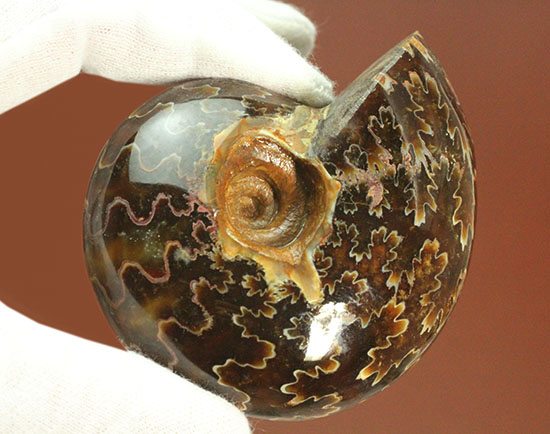 グレートな縫合線模様!厚みのある手の平サイズアンモナイト(Ammonite)(その5)