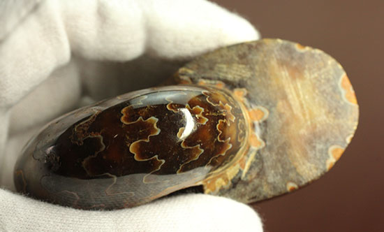 グレートな縫合線模様!厚みのある手の平サイズアンモナイト(Ammonite)(その6)