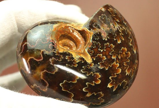 グレートな縫合線模様!厚みのある手の平サイズアンモナイト(Ammonite)(その7)