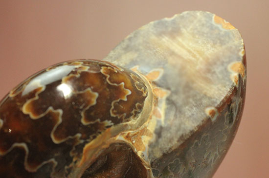 グレートな縫合線模様!厚みのある手の平サイズアンモナイト(Ammonite)(その8)
