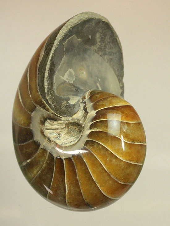 べっ甲色のグラデーションカラーがシックな、オウムガイ化石(Nautilus)(その1)