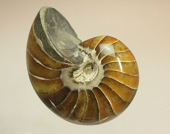 べっ甲色のグラデーションカラーがシックな、オウムガイ化石(Nautilus)(その13)