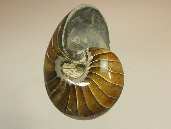 べっ甲色のグラデーションカラーがシックな、オウムガイ化石(Nautilus)(その14)