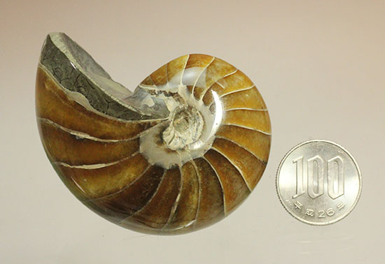 べっ甲色のグラデーションカラーがシックな、オウムガイ化石(Nautilus)(その15)