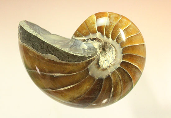 べっ甲色のグラデーションカラーがシックな、オウムガイ化石(Nautilus)(その3)