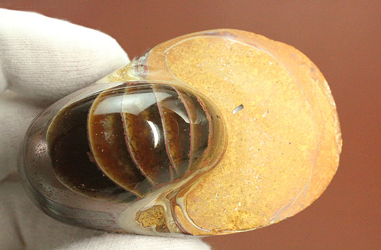 なぜこの色となったのか・・・ユニークで妖艶な配色を有するオウムガイ化石(Nautilus)(その10)