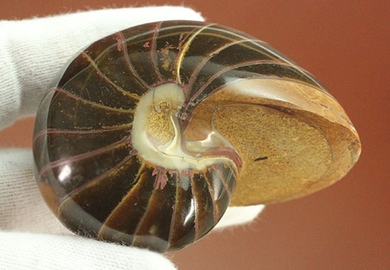 なぜこの色となったのか・・・ユニークで妖艶な配色を有するオウムガイ化石(Nautilus)(その12)