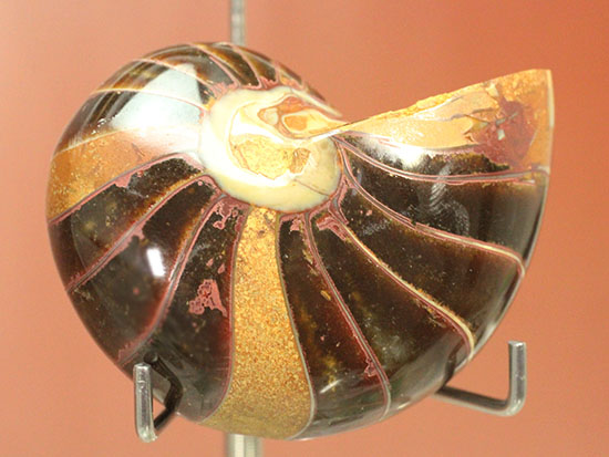 なぜこの色となったのか・・・ユニークで妖艶な配色を有するオウムガイ化石(Nautilus)(その13)