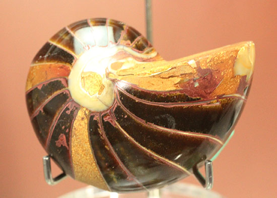 なぜこの色となったのか・・・ユニークで妖艶な配色を有するオウムガイ化石(Nautilus)(その14)