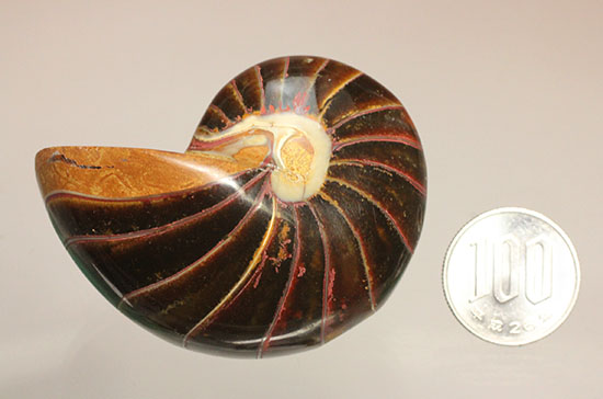 なぜこの色となったのか・・・ユニークで妖艶な配色を有するオウムガイ化石(Nautilus)(その15)