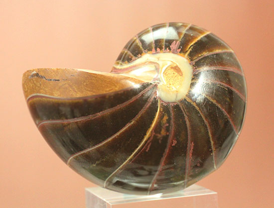 なぜこの色となったのか・・・ユニークで妖艶な配色を有するオウムガイ化石(Nautilus)(その2)