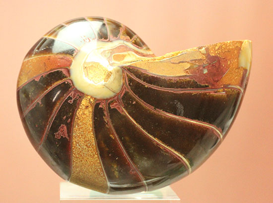なぜこの色となったのか・・・ユニークで妖艶な配色を有するオウムガイ化石(Nautilus)(その3)