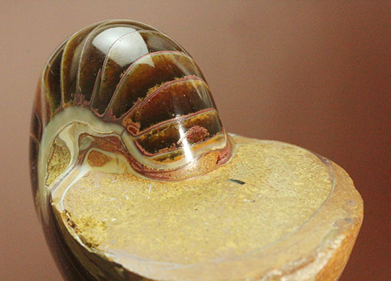 なぜこの色となったのか・・・ユニークで妖艶な配色を有するオウムガイ化石(Nautilus)(その4)