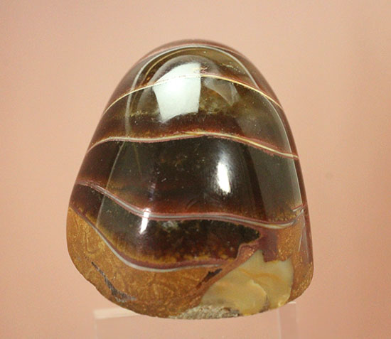 なぜこの色となったのか・・・ユニークで妖艶な配色を有するオウムガイ化石(Nautilus)(その5)
