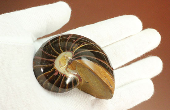 なぜこの色となったのか・・・ユニークで妖艶な配色を有するオウムガイ化石(Nautilus)(その6)