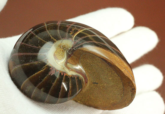 なぜこの色となったのか・・・ユニークで妖艶な配色を有するオウムガイ化石(Nautilus)(その7)