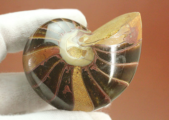 なぜこの色となったのか・・・ユニークで妖艶な配色を有するオウムガイ化石(Nautilus)(その8)