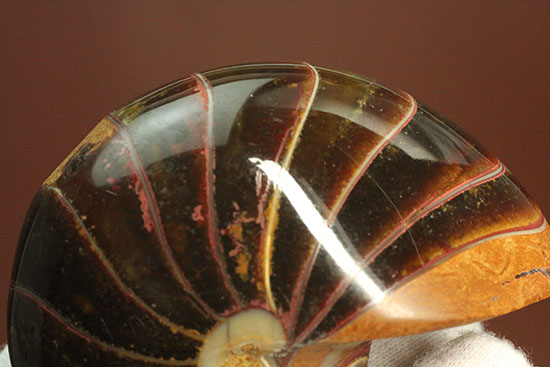 なぜこの色となったのか・・・ユニークで妖艶な配色を有するオウムガイ化石(Nautilus)(その9)