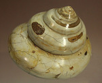 美しく磨き上げられた古代の巻き貝（腹足類）