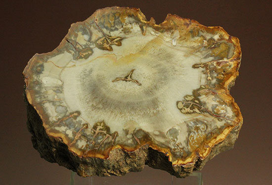 木化石、珪化木（けいかぼく）