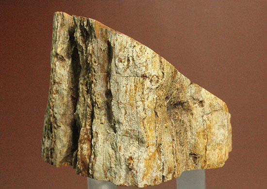 コンパクトビューティ！マダガスカル産木化石、珪化木（その10）