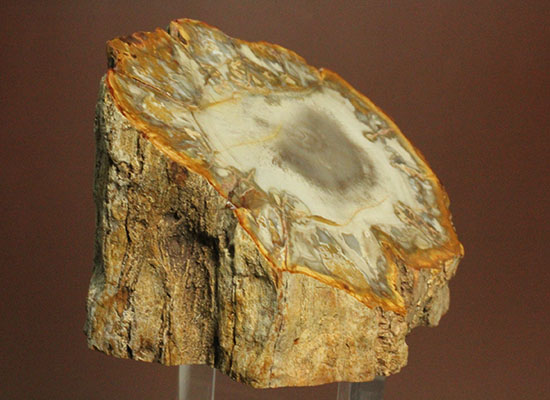 コンパクトビューティ！マダガスカル産木化石、珪化木（その11）
