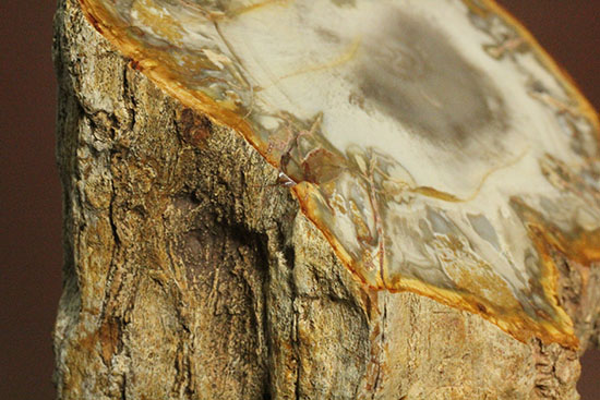 コンパクトビューティ！マダガスカル産木化石、珪化木（その12）
