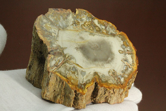 コンパクトビューティ！マダガスカル産木化石、珪化木